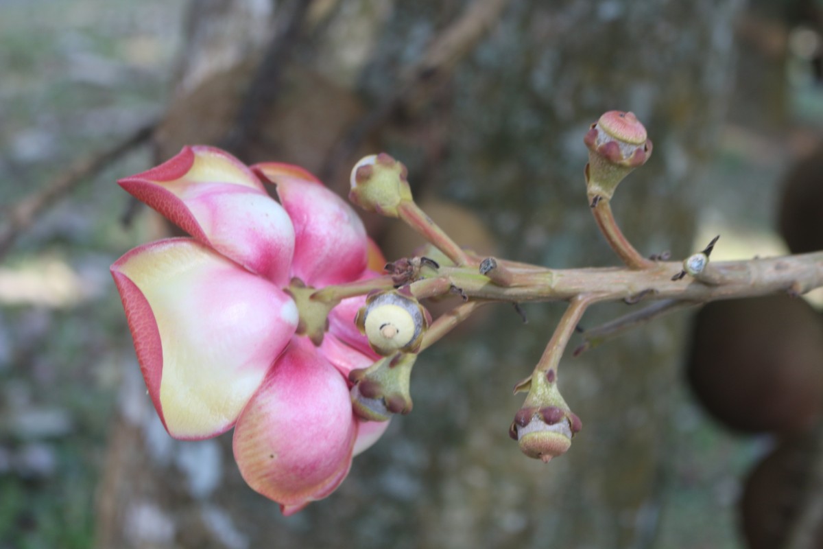 Couroupita guianensis Aubl.